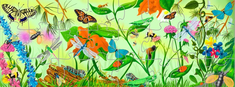Insects in Garden