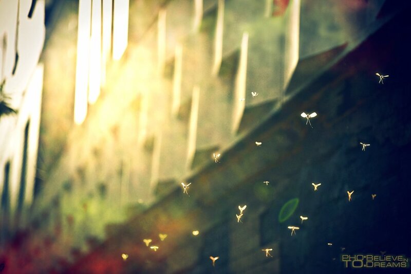 Insects in Sunlight