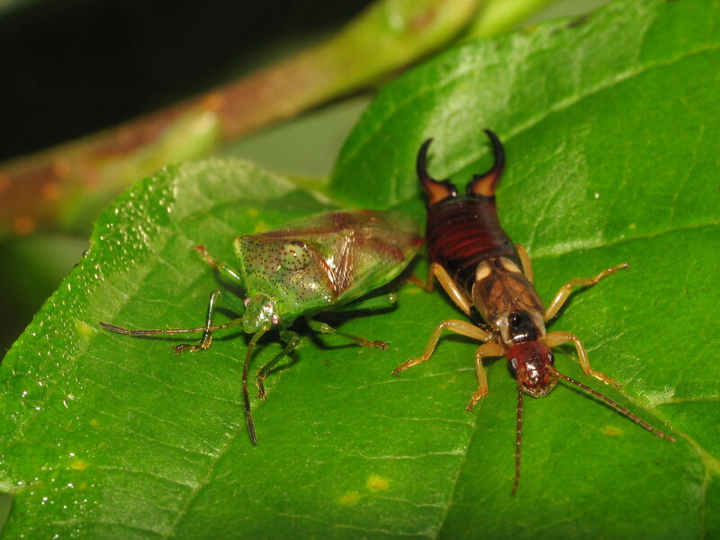 insects on a green leaf