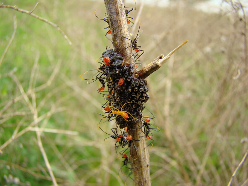 insects on a plant stem