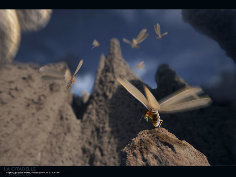 Insects on a rocky landscape