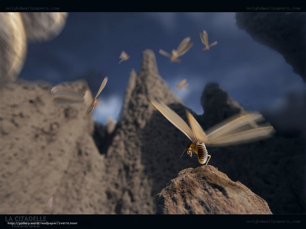Insects on a rocky landscape