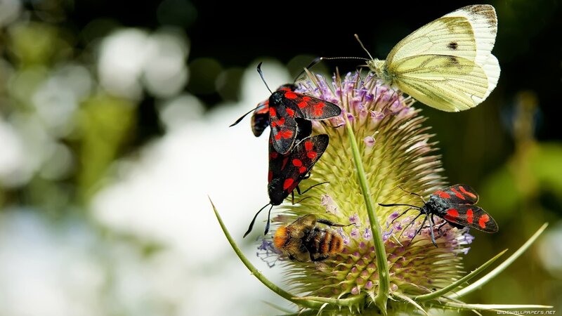 Insects on a thistle flower