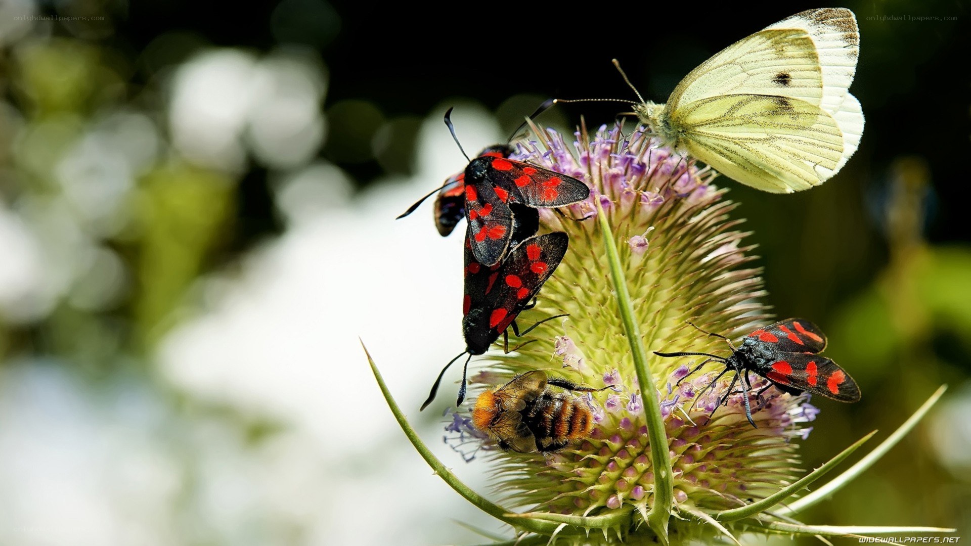 Insects on a thistle flower