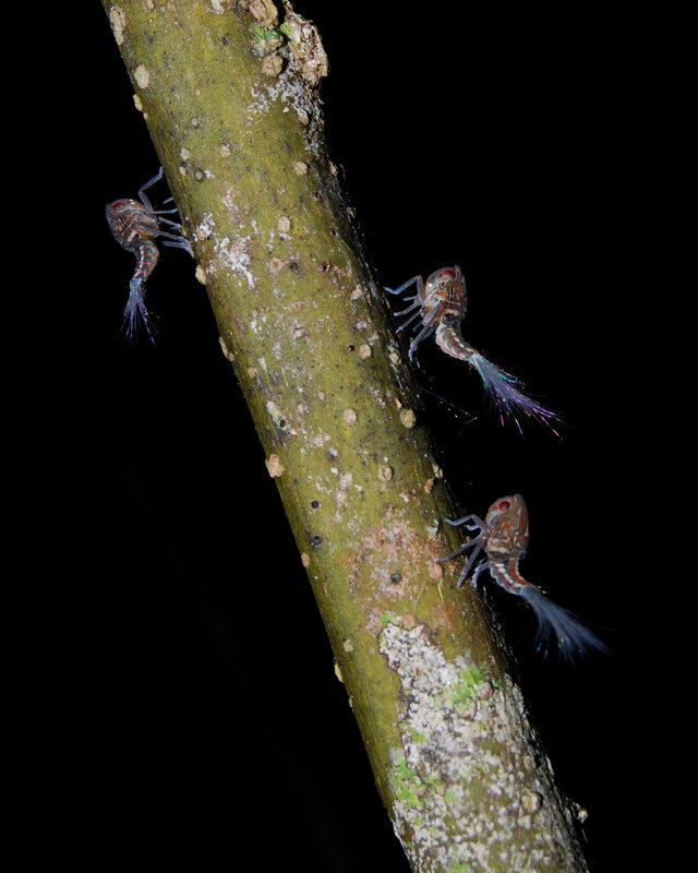 Insects on a tree branch