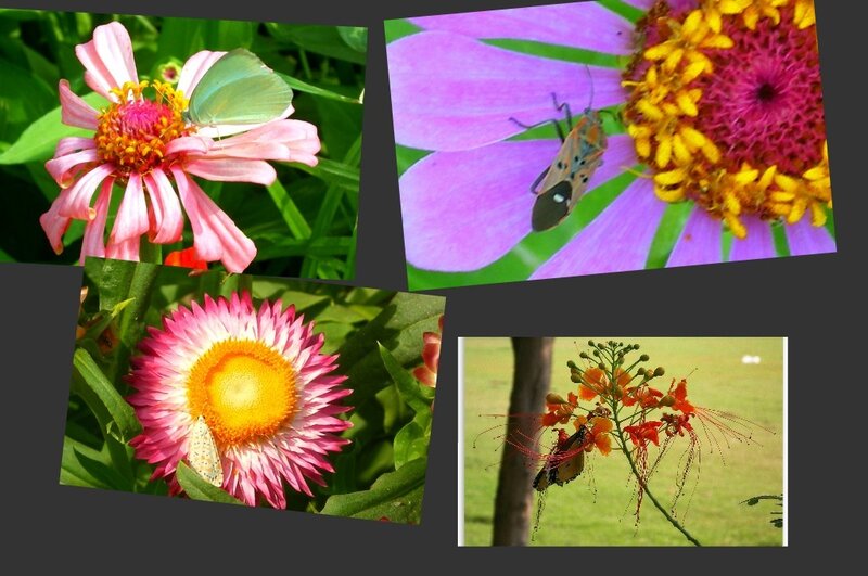 Insects on Flowers
