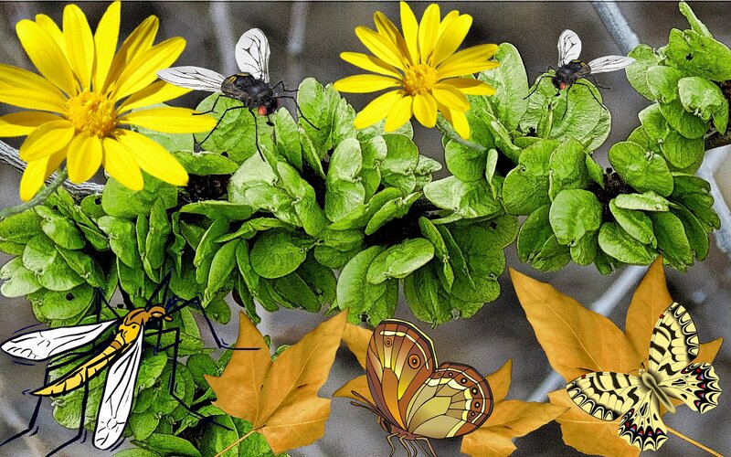 Insects on Flowers — Yellow