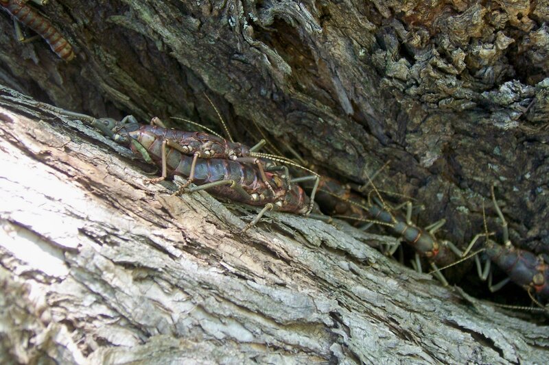 insects on tree bark