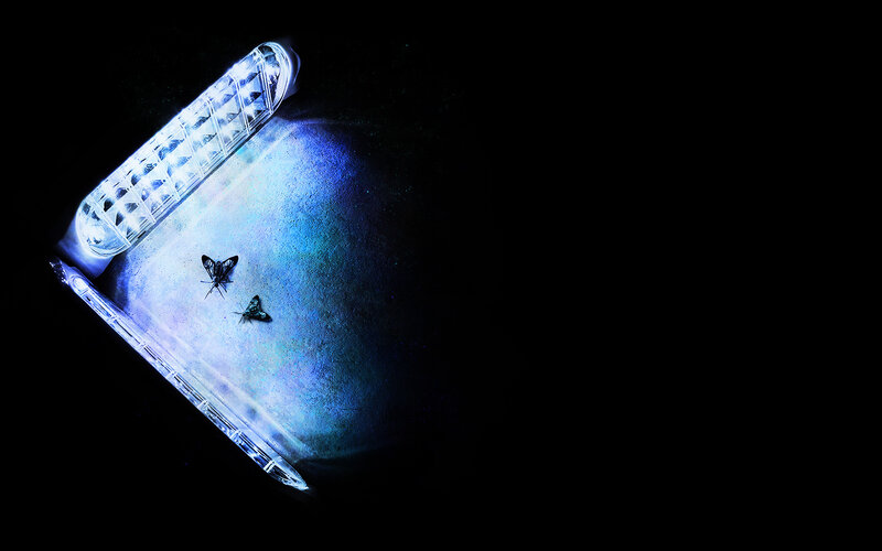 Insects under UV light
