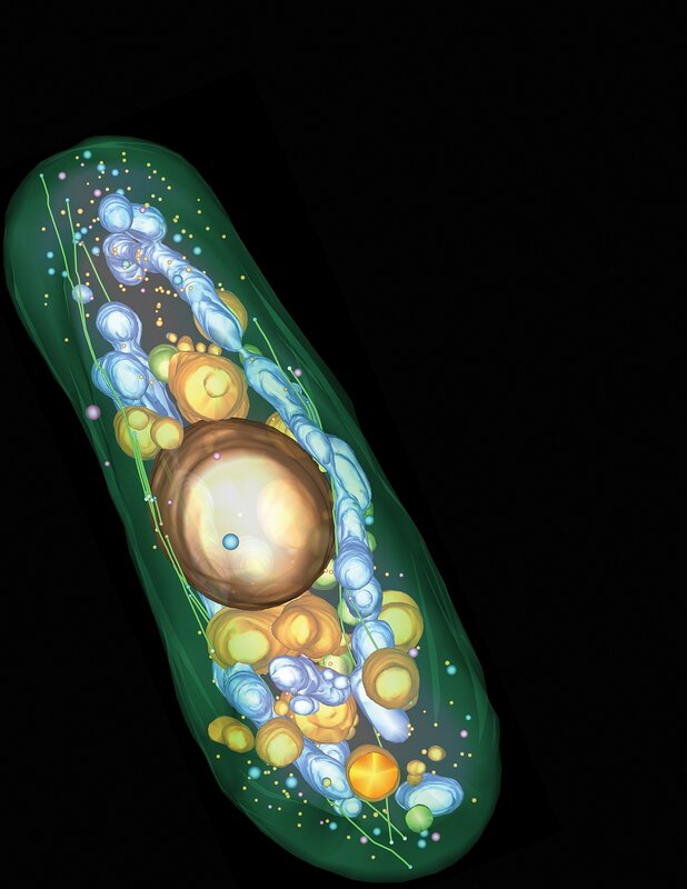 Inside a living cell
