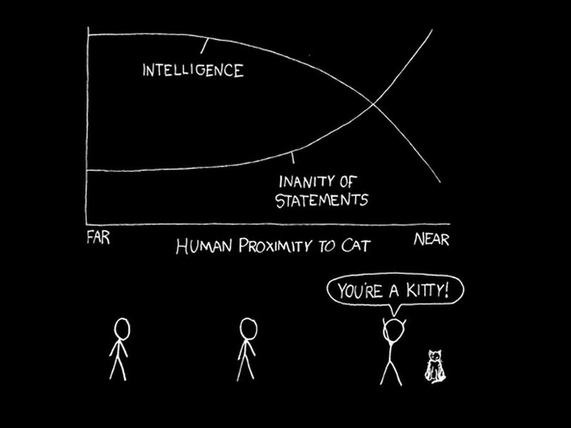 intelligence and cats