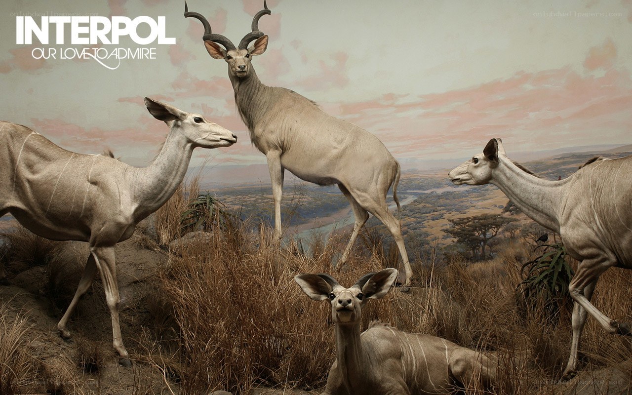 Interpol album cover art