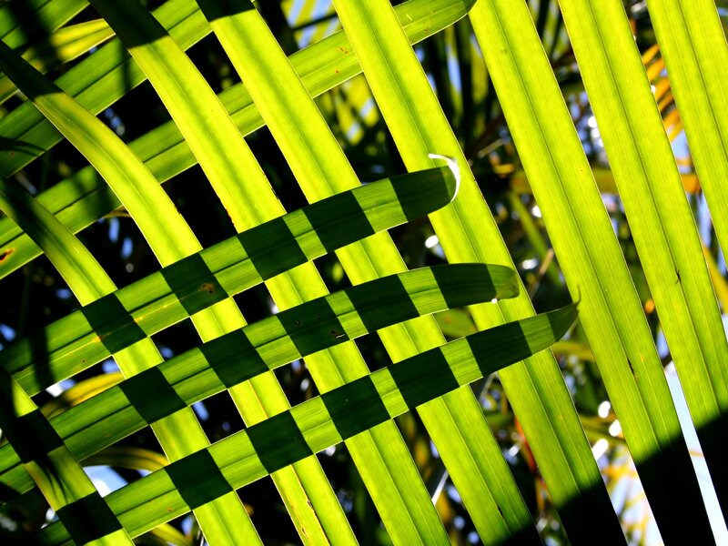 Interwoven Palm Leaves — Green