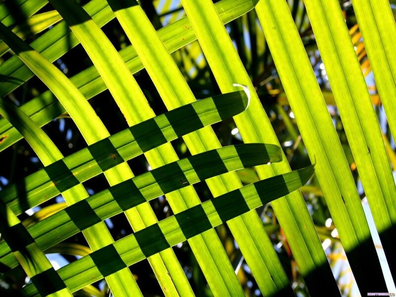 Interwoven Palm Leaves