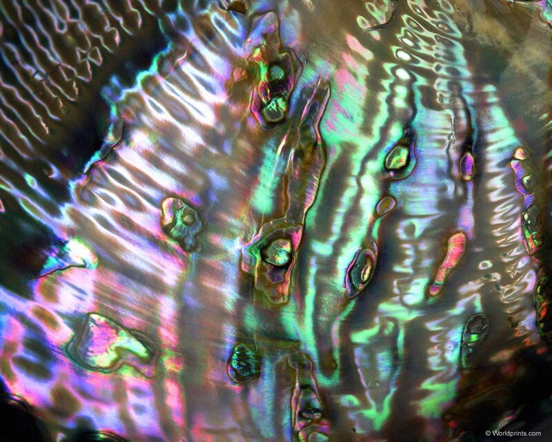 iridescent abalone shell