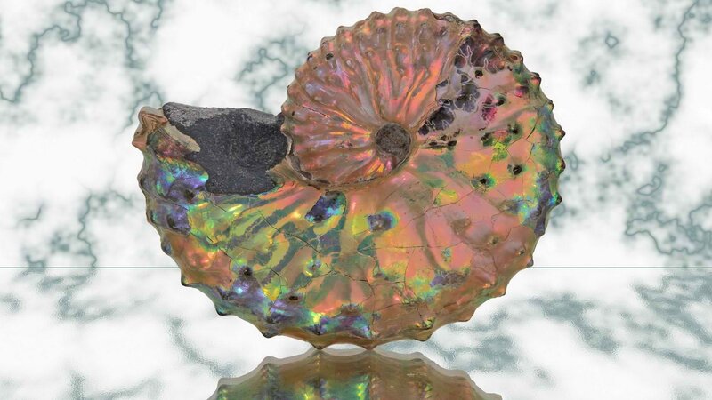 Iridescent ammonite fossil