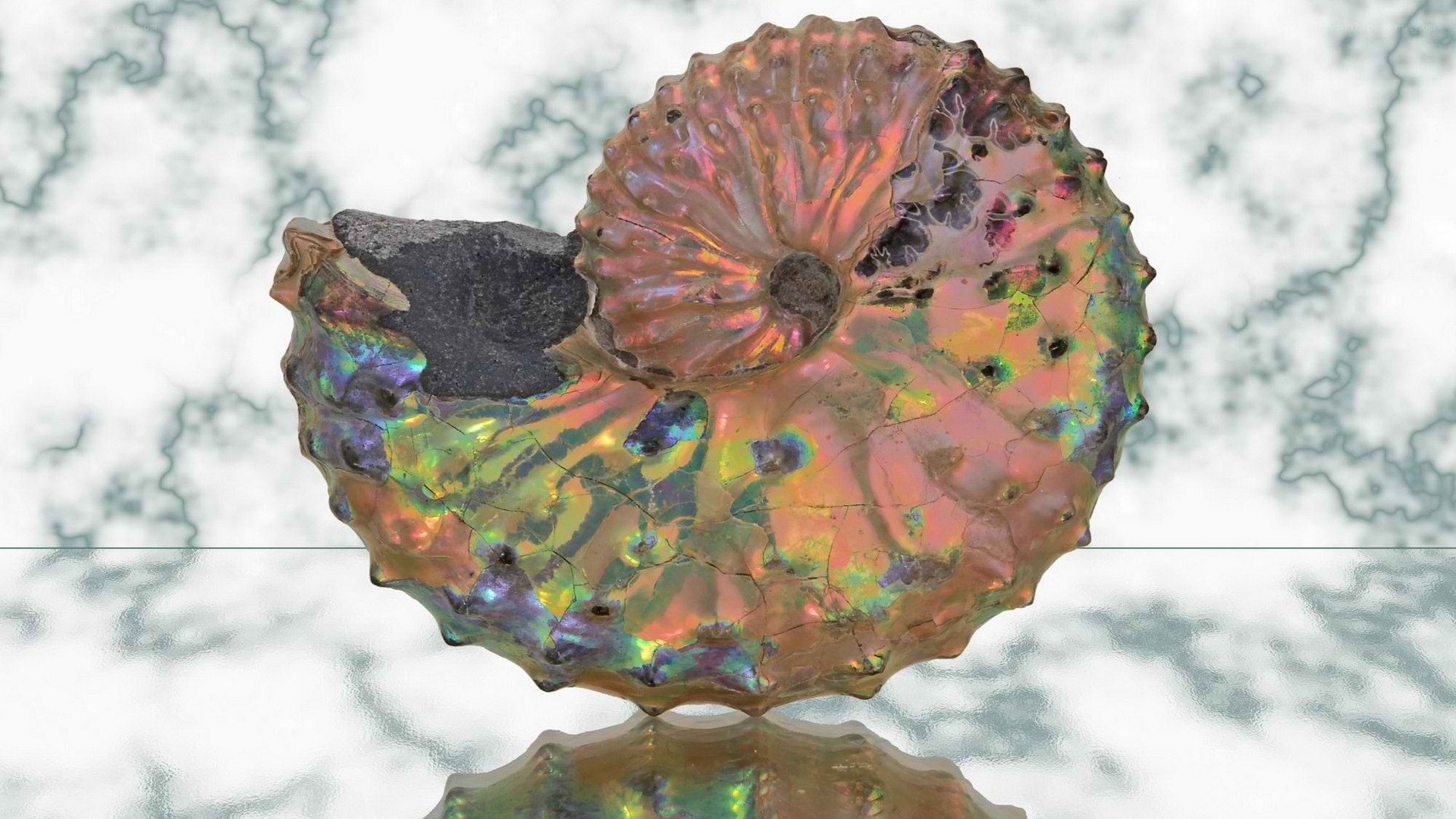 Iridescent ammonite fossil