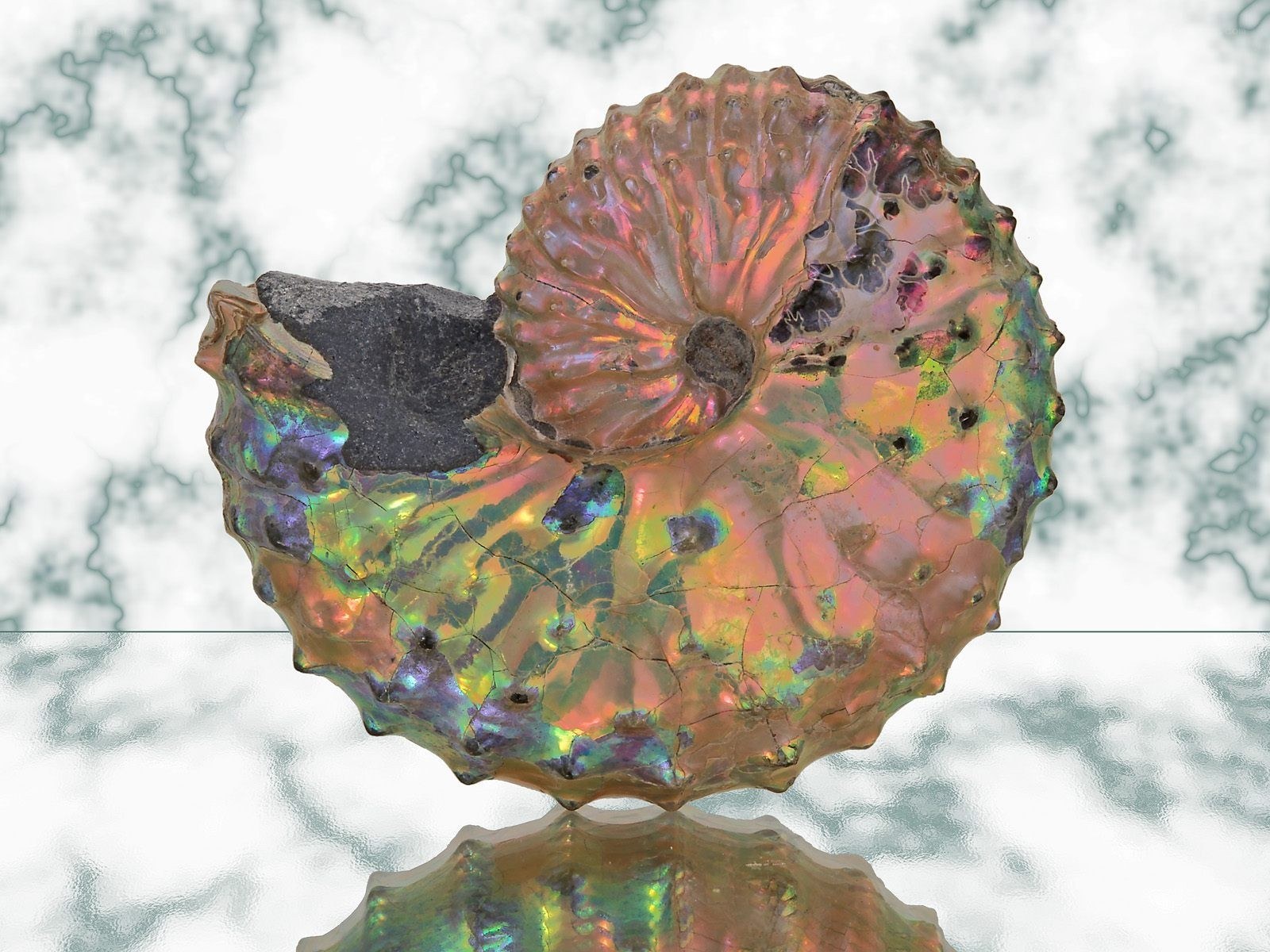iridescent ammonite fossil