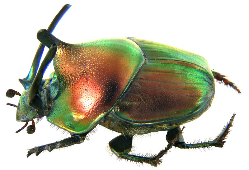 iridescent beetle close-up