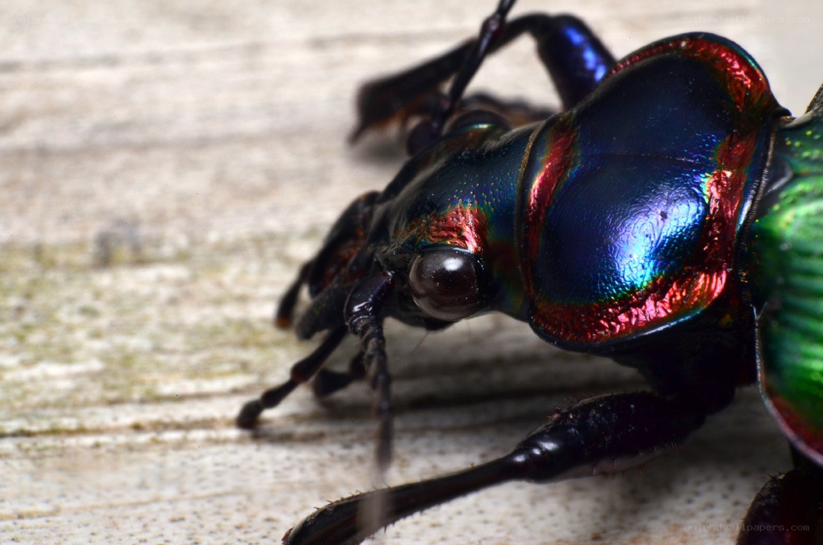 iridescent beetle close-up