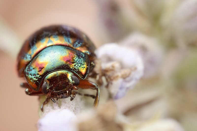 Iridescent Beetle on Flower