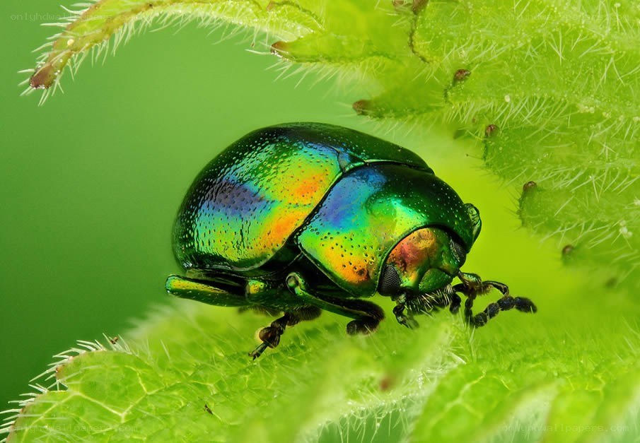 iridescent beetle on leaf