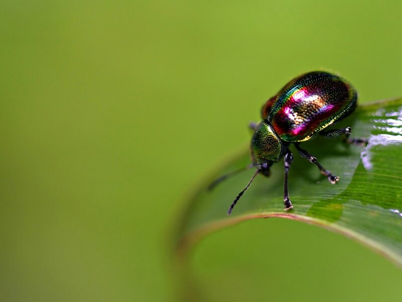 Iridescent Beetle on Leaf — Green