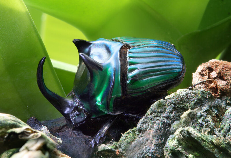 iridescent beetle on leaf