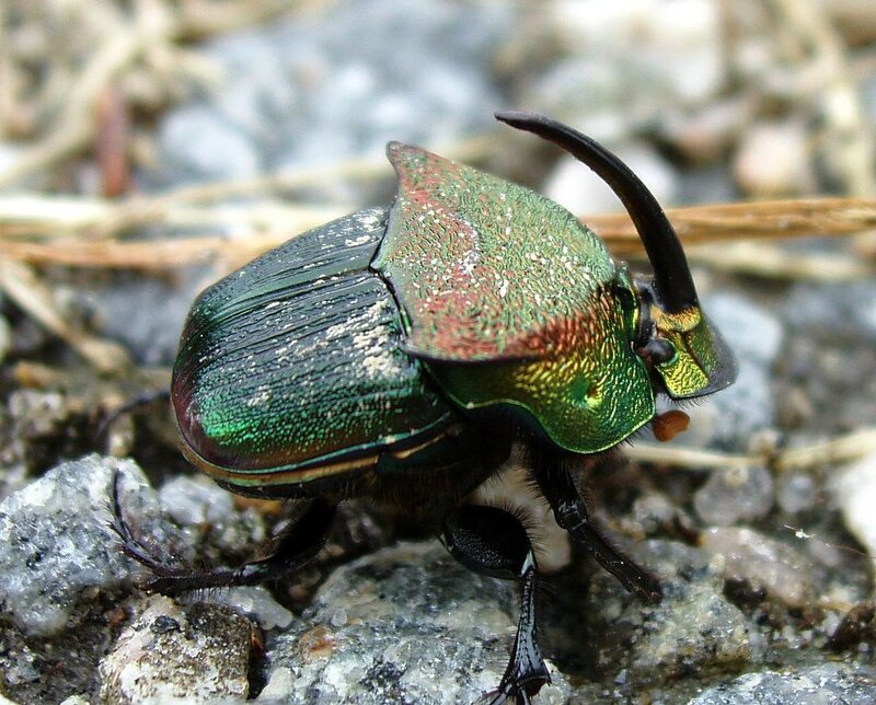 iridescent beetle on rocks
