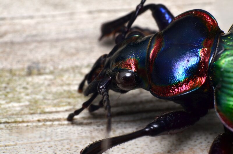 Iridescent Beetle on Wood — Blue