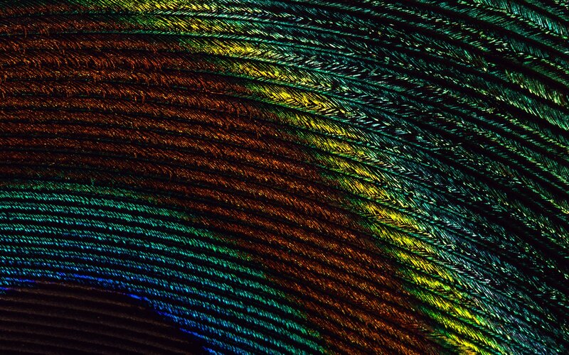 iridescent feather texture