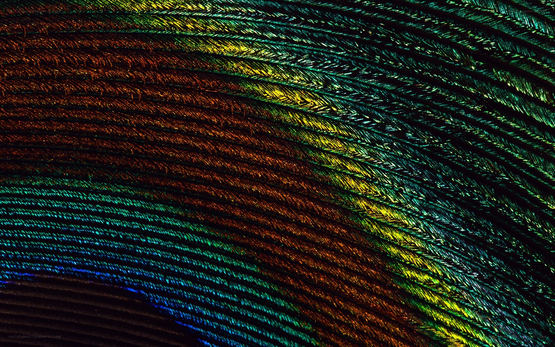 iridescent feather texture