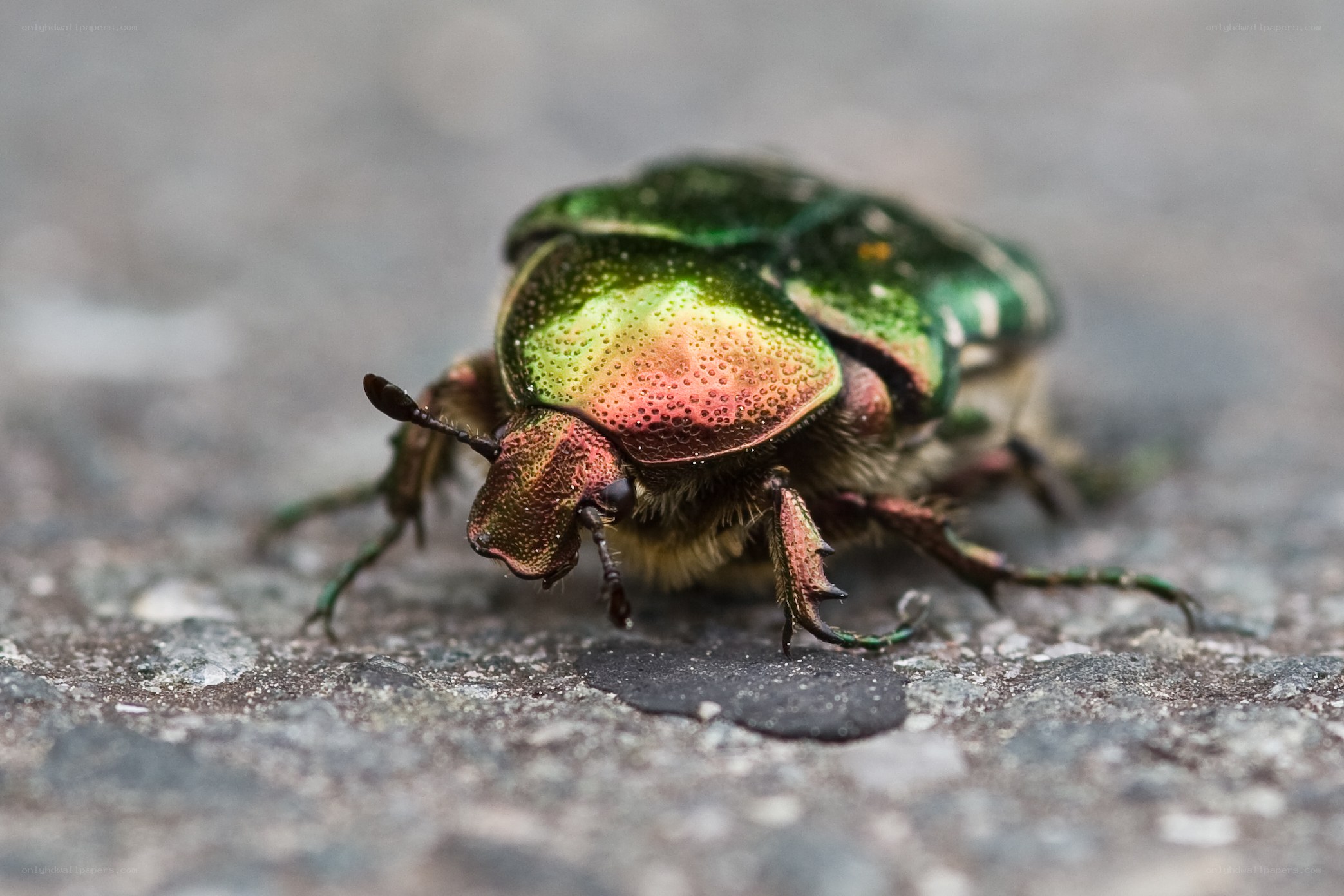 iridescent green beetle