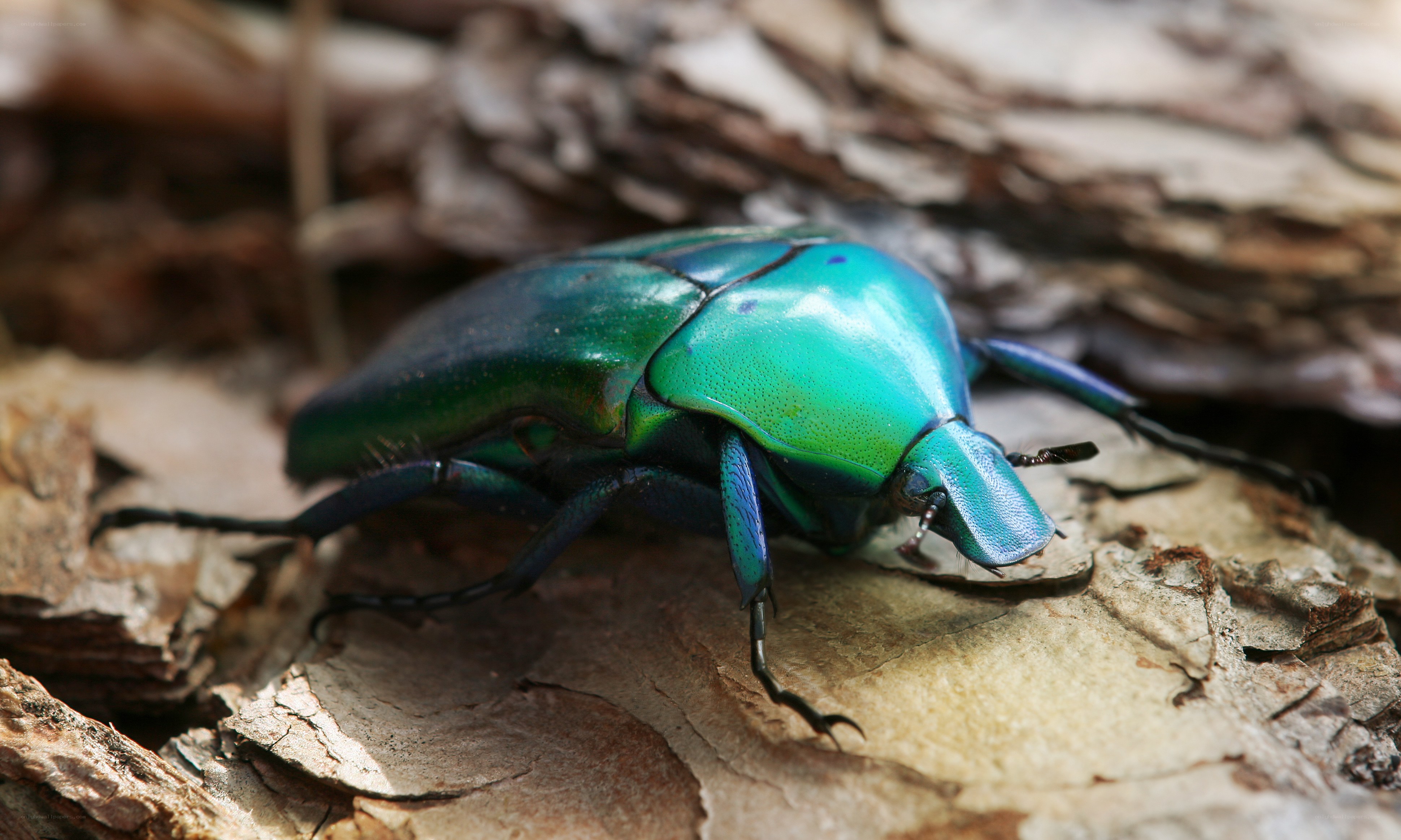iridescent green beetle on bark
