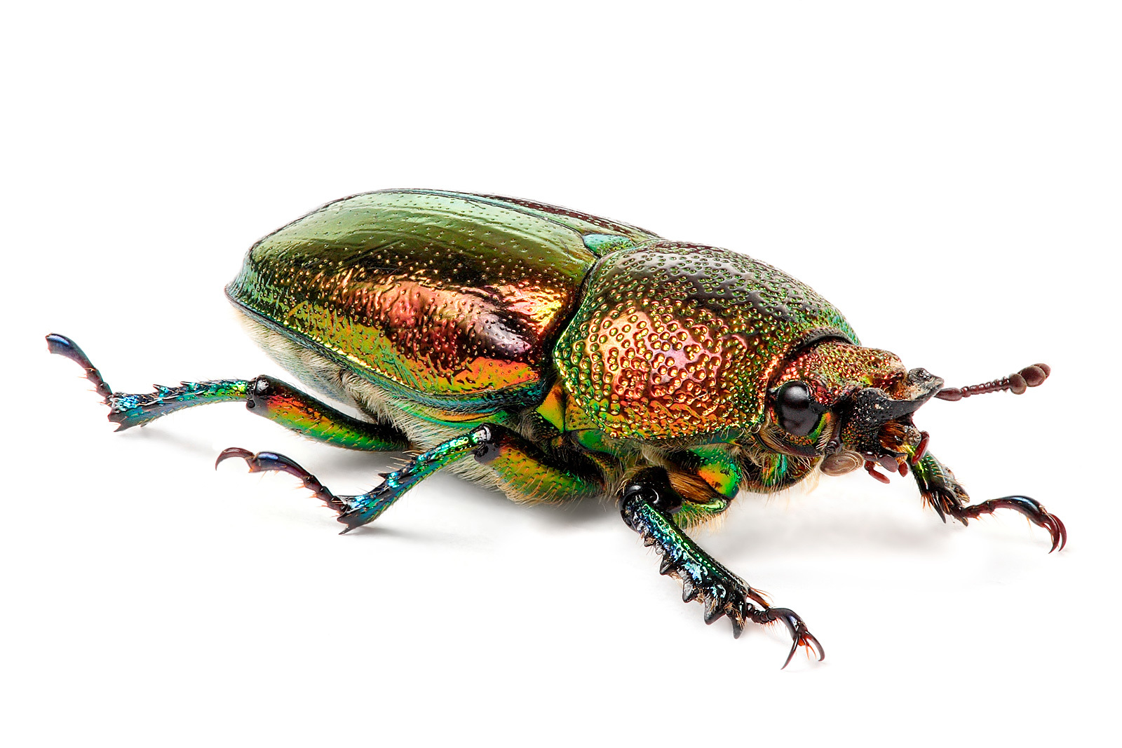 iridescent green beetle