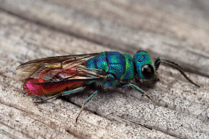 iridescent green wasp