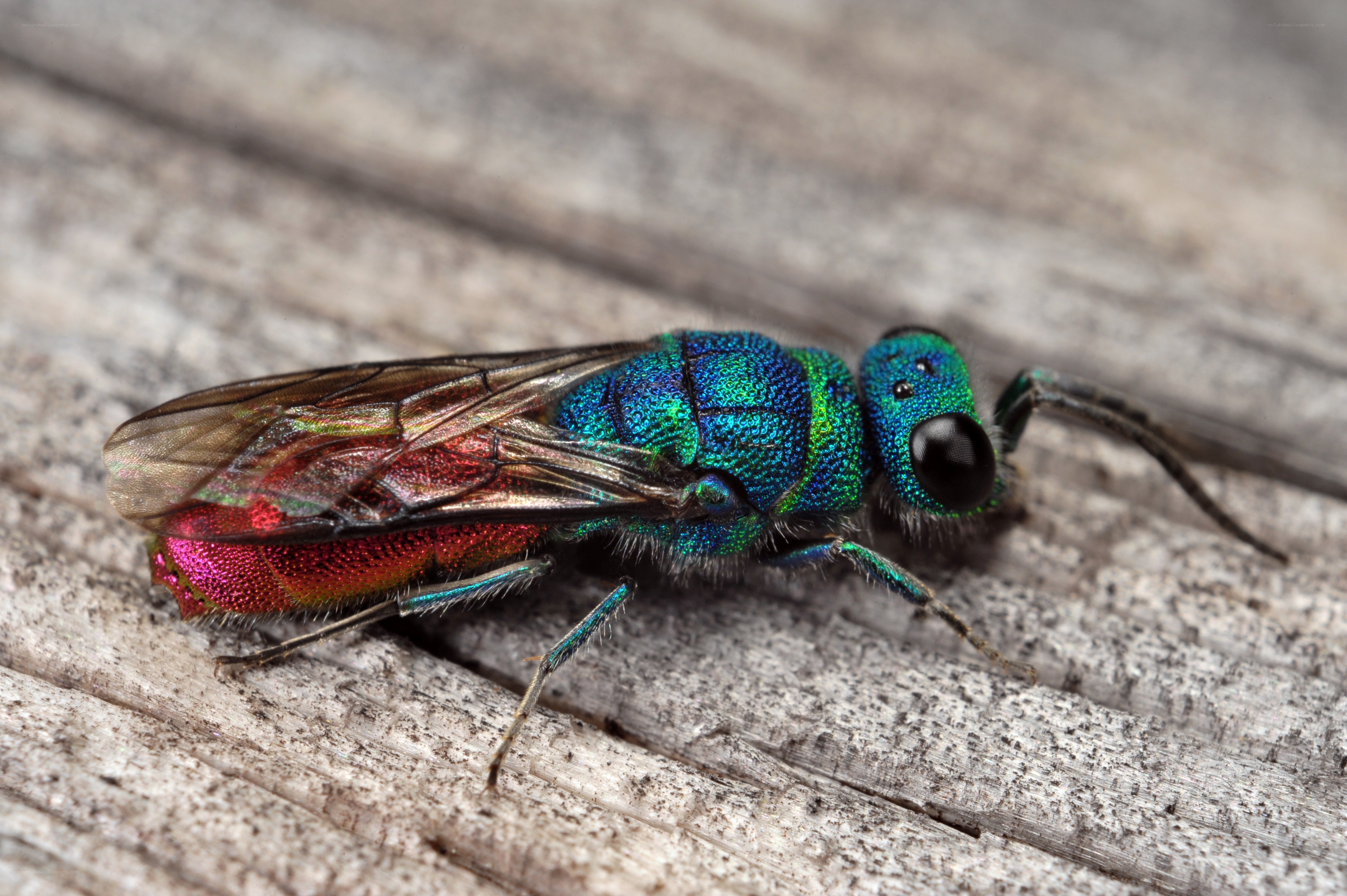 iridescent green wasp