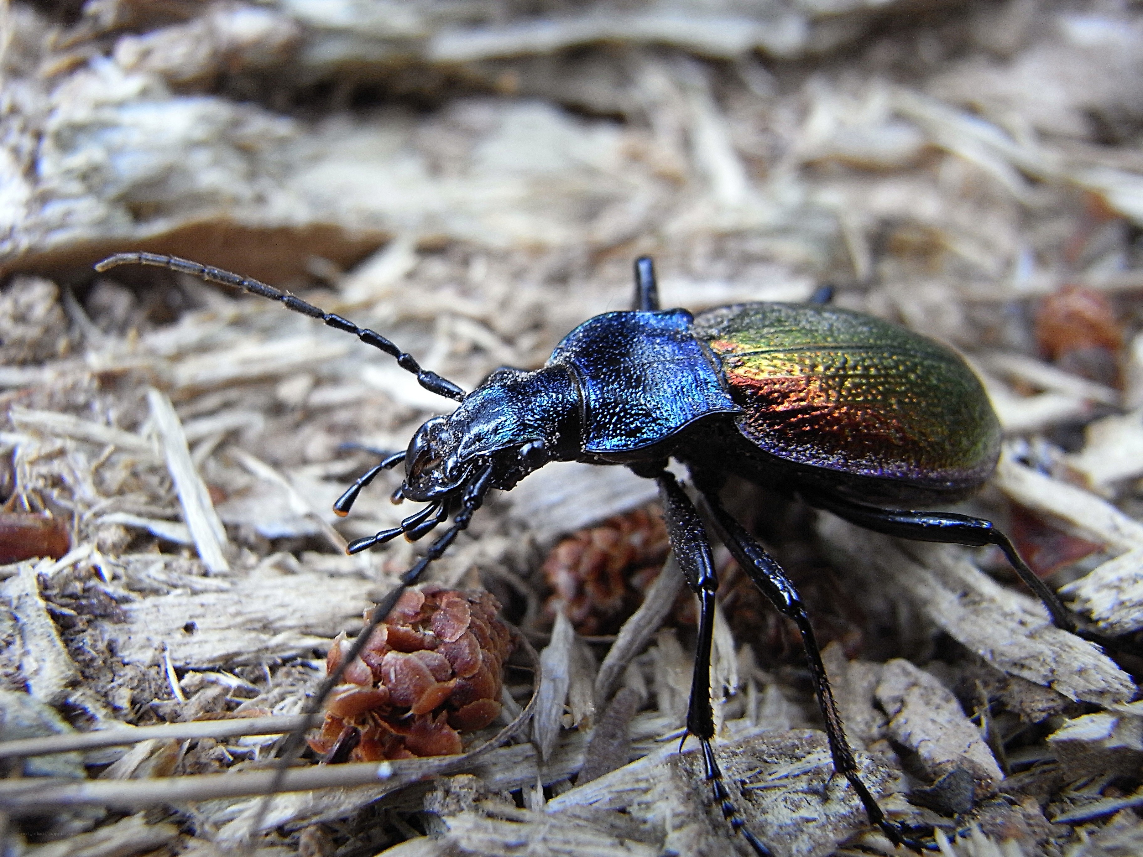 iridescent ground beetle