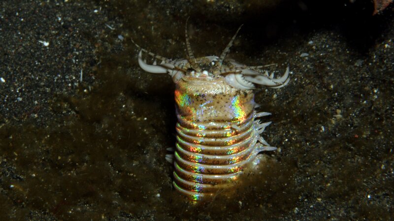 iridescent marine worm