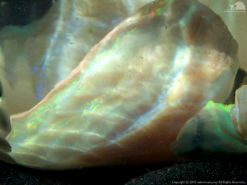 iridescent shell fragment