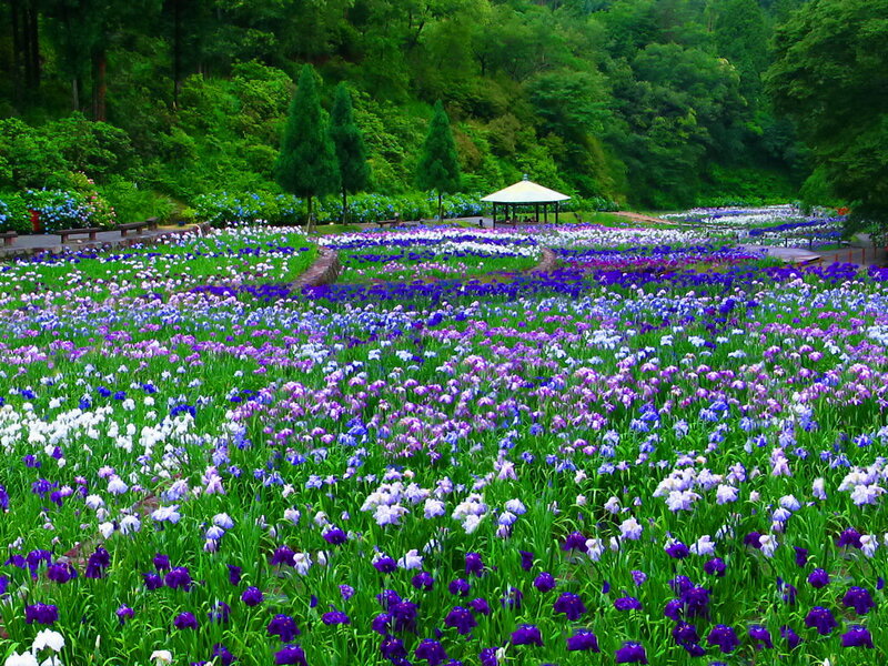 Iris Flower Field