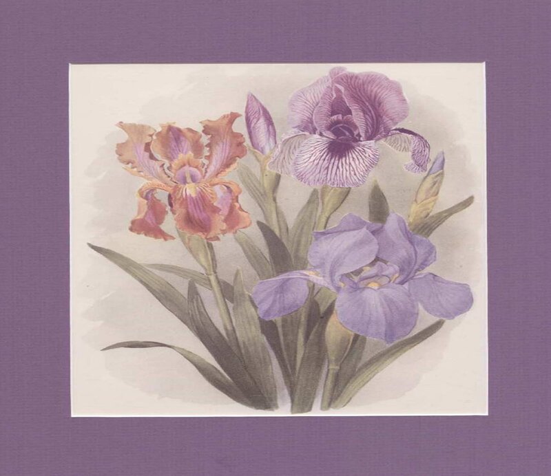 Iris flower illustration