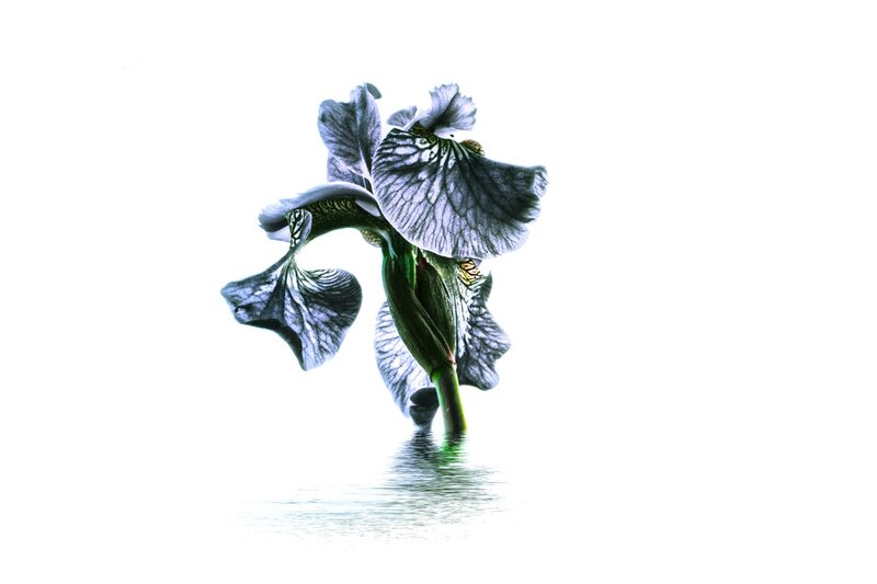 Iris Flower in Water