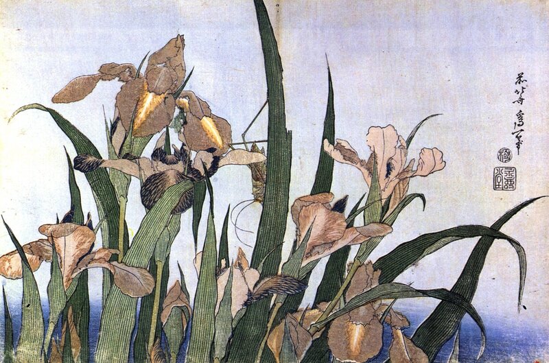 Iris Flowers and Grass