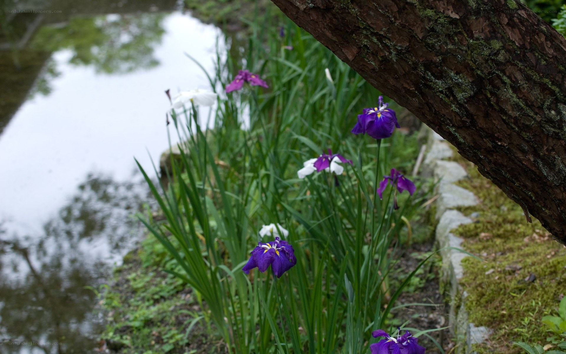 Iris flowers by a pond