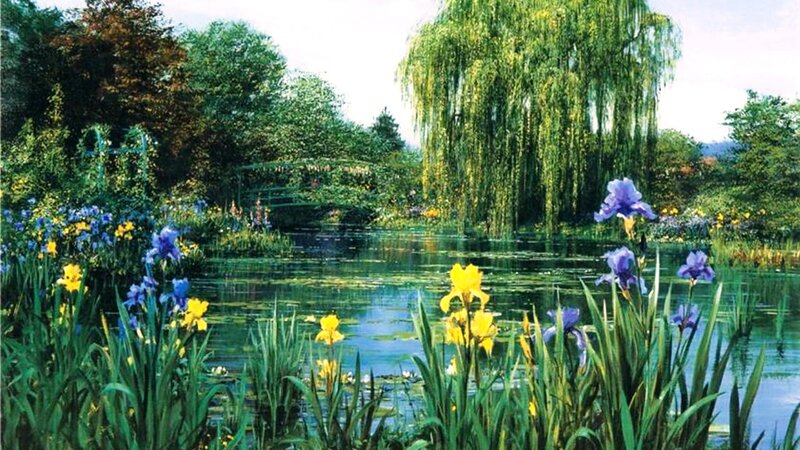 Iris Flowers by Pond