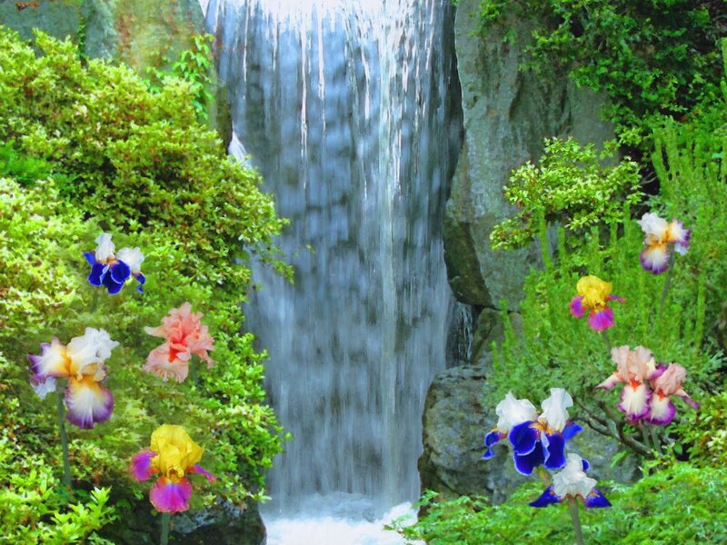 Iris Flowers by Waterfall