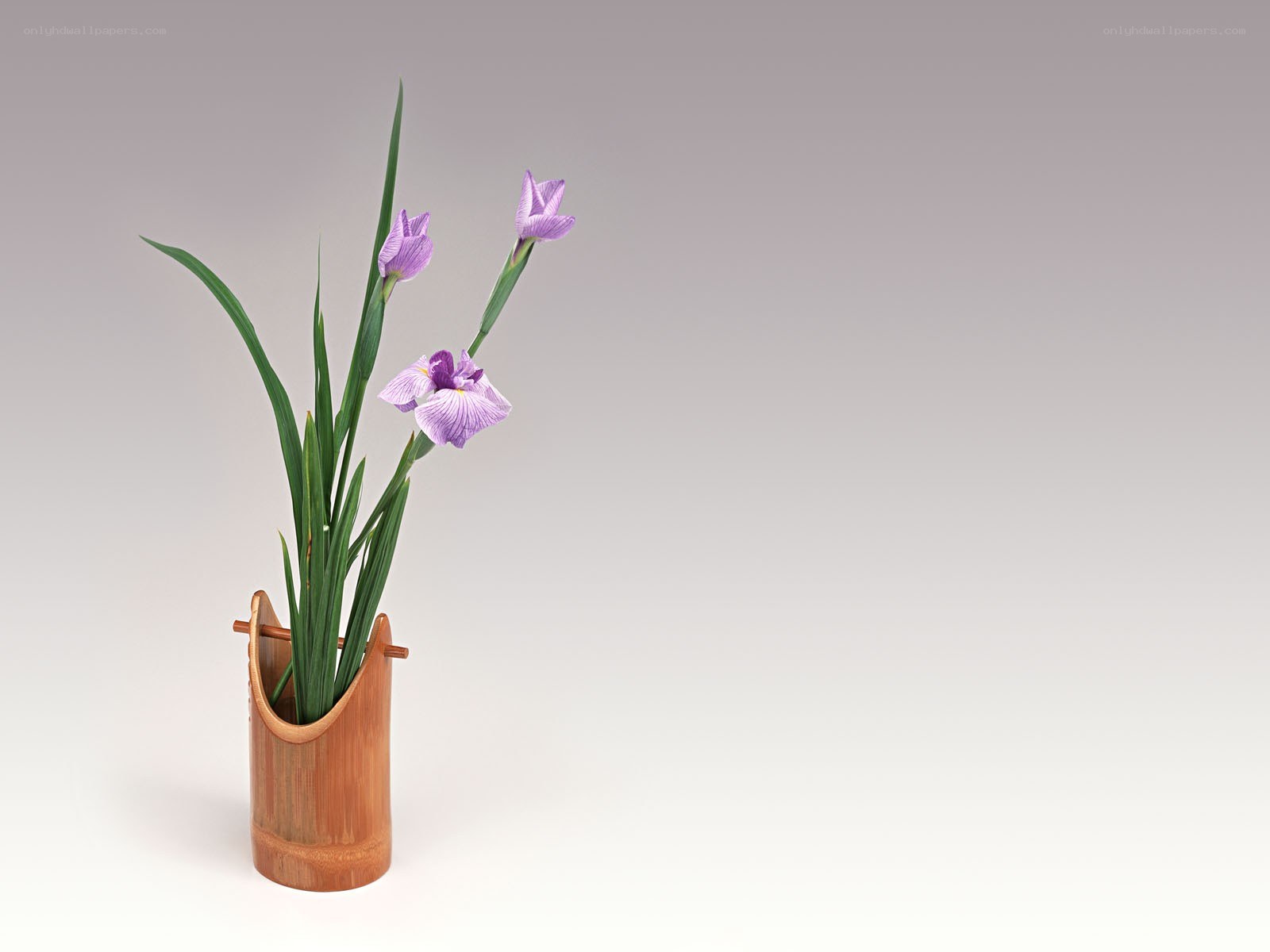 Iris flowers in a bamboo vase