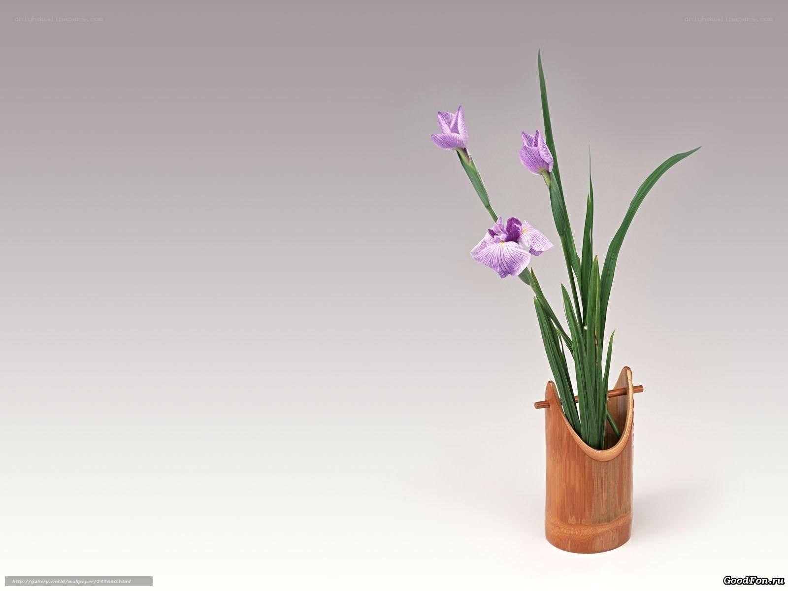 Iris flowers in bamboo vase