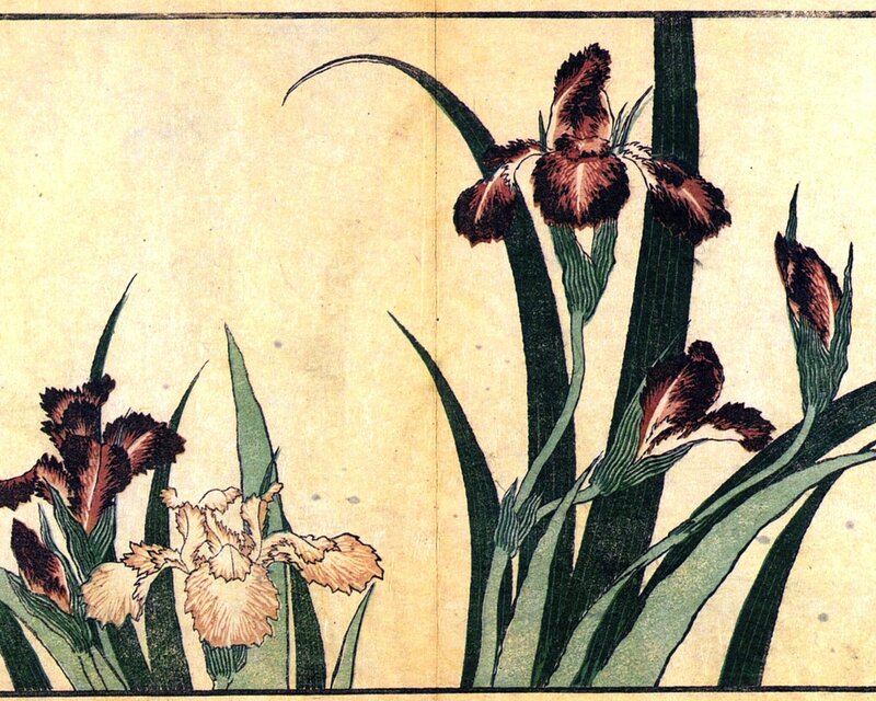 Iris Flowers in Bloom
